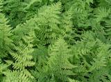 Athyrium filix-femina