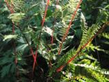 Athyrium filix-femina 'Lady in Red'