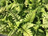 Athyrium otophorum 'Okanum'