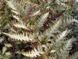Athyrium niponicum var. pictum
