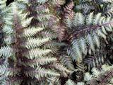 Athyrium niponicum 'Pewter Lace'