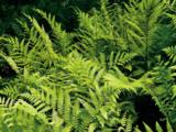 Athyrium vidalii