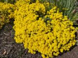 Aurinia saxatilis 'Goldkugel'