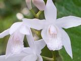 Bletilla striata 'Alba'