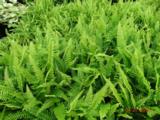 Blechnum spicant