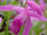 Bletilla striata