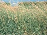 Bouteloua curtipendula
