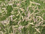 Bouteloua gracilis