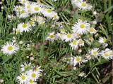 Boltonia asteroides 'Snowbank'