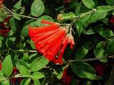 Bouvardia ternifolia