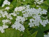 Brunnera macrophylla 'Betty Bowring'