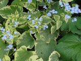 Brunnera macrophylla 'Hadspen Cream'