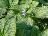 Brunnera macrophylla 'Jack Frost' PBR