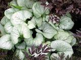 Brunnera macrophylla 'Looking Glass' PBR