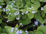 Brunnera macrophylla
