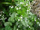 Brunnera macrophylla 'Mr Morse' PBR