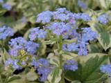 Brunnera macrophylla 'Variegata'
