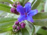 Buglossoides purpurocaerulea