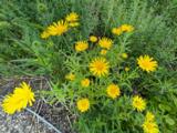 Buphthalmum salicifolium
