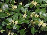 Buxus sempervirens 15/20, p9