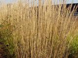Calamagrostis acutiflora (x) 'Karl Foerster'