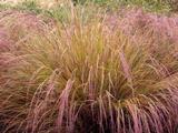 Calamagrostis arundinacea (=Anemanthele)