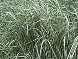 Calamagrostis acutiflora (x) 'Avalanche'