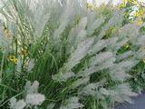 Calamagrostis brachytricha