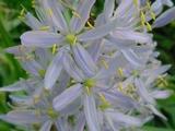 Camassia cusickii