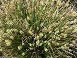Carex davalliana