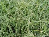 Carex oshimensis EVEREST ('Fiwhite' PBR)