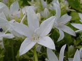Campanula poscharskyana 'E.H. Frost'