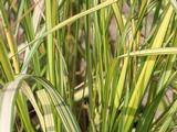 Calamagrostis acutiflora (x) 'England'