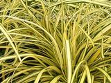 Carex oshimensis 'Evergold'