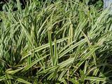 Carex morrowii 'Gilt'