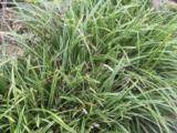 Carex foliosissima 'Ice Dance'