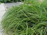 Carex foliosissima 'Irish Green'