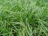 Carex oshimensis 'JS Greenwell' [J.S.]