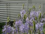Camassia leichtlinii 'Caerulea'