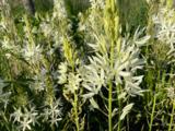 Camassia leichtlinii ('Alba')