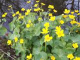 Caltha palustris