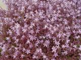 Campanula poscharskyana 'Lisduggan Variety'