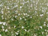 Calamintha sylvatica 'Menthe'
