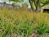 Carex morrowii 'Mosten' [J.S.]