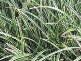 Carex morrowii 'Variegata'