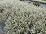 Calamintha nepeta subsp. nepeta
