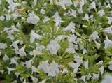 Calamintha nepeta 'White Cloud'