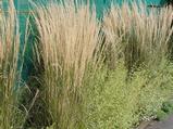 Calamagrostis acutiflora (x) 'Overdam'