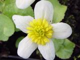 Caltha palustris var. alba