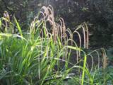 Carex pendula